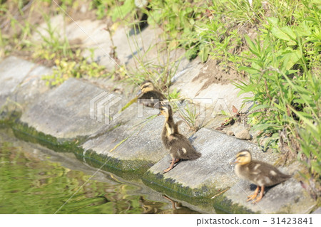 Chicks during a break Chicks during a break 31423841