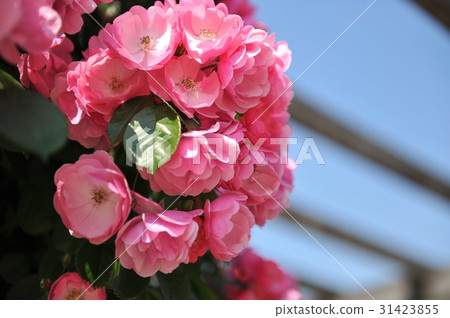 Rose garden 31423855