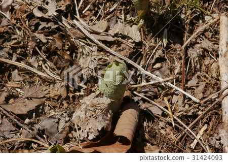 加拿大匆匆的芽 31424093