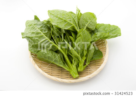 木耳菜 31424523