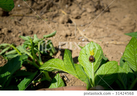 Affiliation Affiliation 31424568