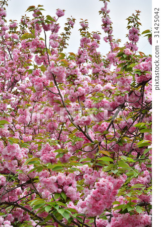 Yokohama · Toyoko flower green road 31425042