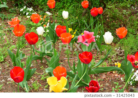 Yokohama · Toyoko flower green road 31425043