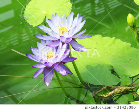 Ninfare / Gigantea Ninfare / Gigantea 31425090