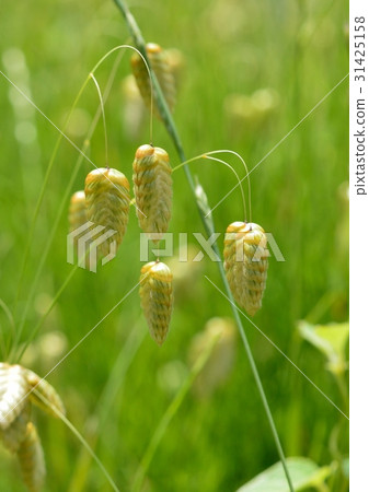 Cobansou花 31425158