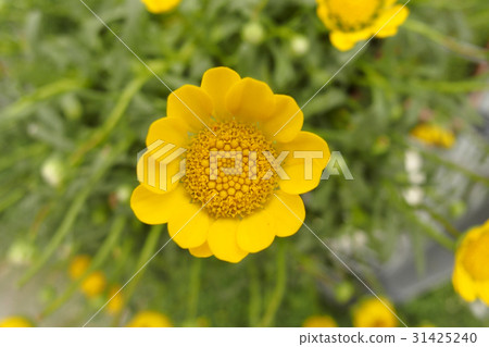 Chrisansemmu Mulchicore 31425240