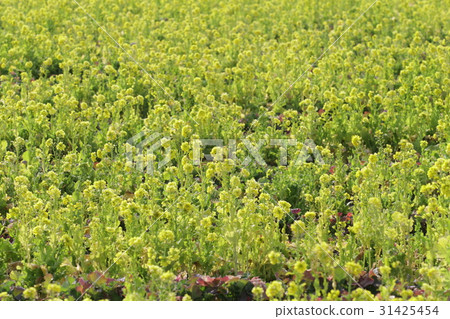 Spring Rape Blossoms in Okayama Part 22 Spring Rape Blossoms in Okayama Part 22 31425454