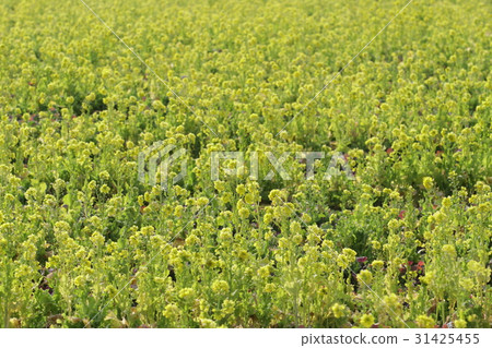 Spring Rape Blossoms in Okayama Part 23 Spring Rape Blossoms in Okayama Part 23 31425455
