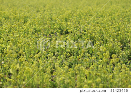 Spring Rape Blossoms in Okayama Part 24 Spring Rape Blossoms in Okayama Part 24 31425456