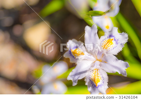 兵庫縣的鎌倉峽谷滋賀（Kanba花） 31426104