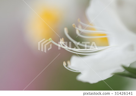 Azalea 31426141