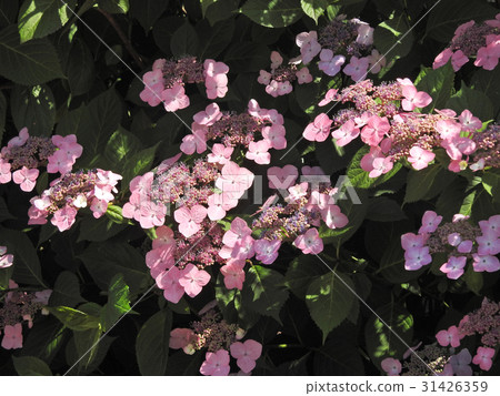 hydrangea   31426359