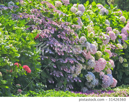 hydrangea   31426360