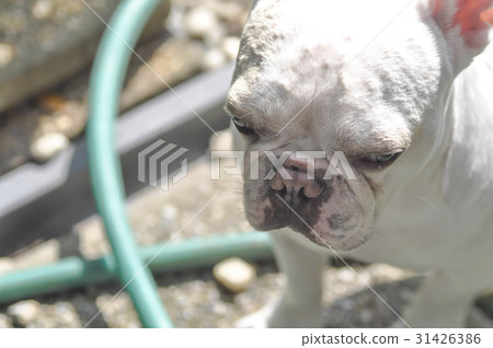 unawate French bulldog on the floor 31426386
