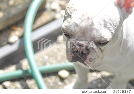 unawate French bulldog on the floor 31426387