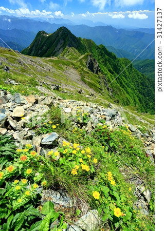 Takayama Planting Blooming Senjogadake to the Southern Alps Mountains 31427137