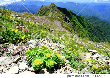 高山種植盛開的Senjogadake到南阿爾卑斯山脈 高山種植盛開的Senjogadake到南阿爾卑斯山脈 31427138
