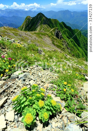 Takayama Planting Blooming Senjogadake to the Southern Alps Mountains 31427139