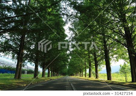 Metasequoia Tree Line 31427154