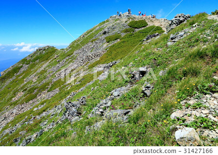 Alpine plants bloom Southern Alps · Senjogogake mountain peak Alpine plants bloom Southern Alps · Senjogogake mountain peak 31427166