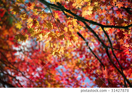 秋天楓葉楓秋天楓葉楓 31427878