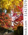 秋天楓葉楓秋天楓葉楓 31427879
