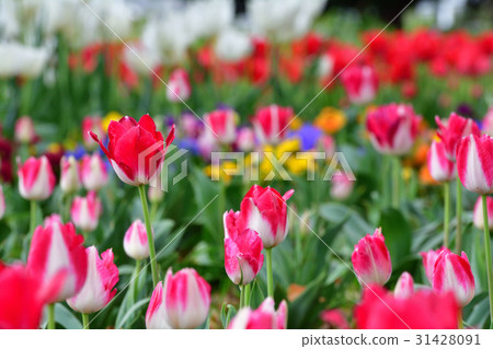 Nationwide Urban Greenery Yokohama Fair / Sorimachi Park Venue 31428091