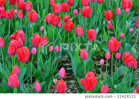 Nationwide Urban Greenery Yokohama Fair / Sorimachi Park Venue 31428115