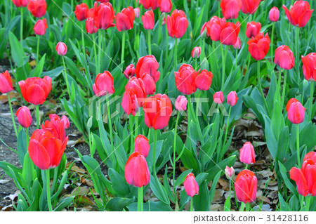 Nationwide Urban Greenery Yokohama Fair / Sorimachi Park Venue 31428116