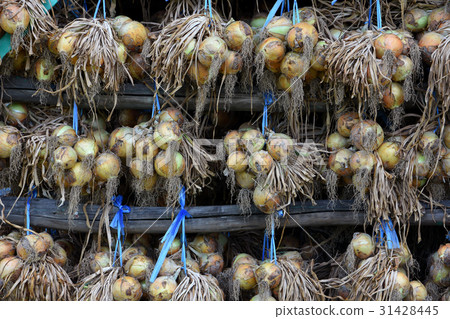 Onions of onions hut 31428445