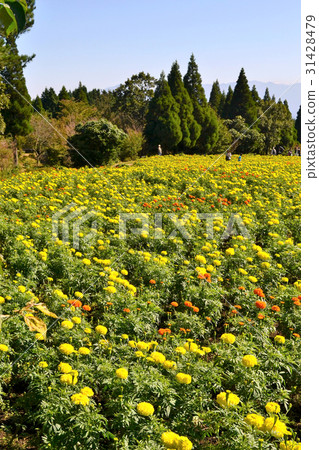 Flower garden of autumn feather flower park marigold Flower garden of autumn feather flower park marigold 31428479