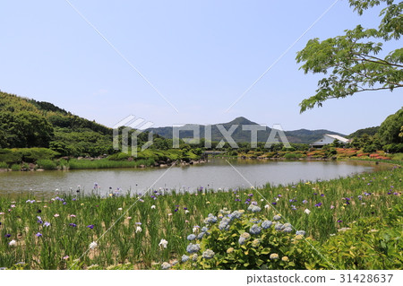 The iris of the South paradise 31428637