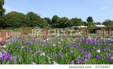 Tatebayashi iris gakuen 31428867