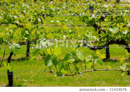 Ikeda wine castle vine 31429076