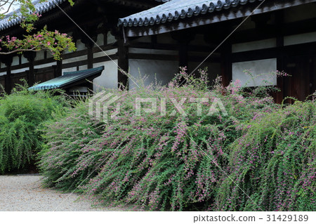 Hagi of Genjoku-ji 31429189