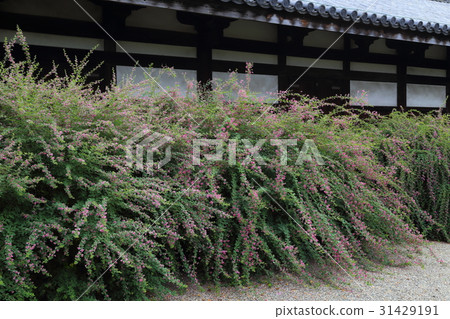 Hagi of Genjoku-ji 31429191