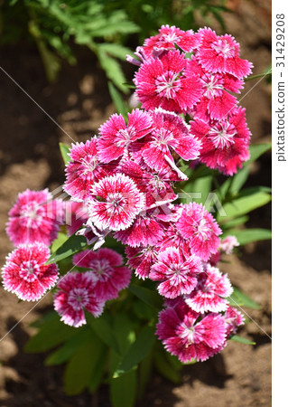 Dianeus (Nadesico) Dianeus (Nadesico) 31429208