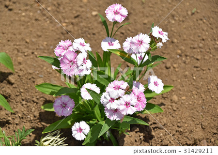 Dianeus (Nadesico) Dianeus (Nadesico) 31429211