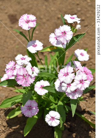 Dianeus (Nadesico) Dianeus (Nadesico) 31429212