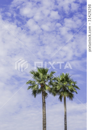 Palm trees and blue sky 31429298