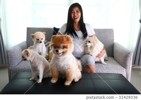 woman pregnant and pomeranian dog cute pets woman pregnant and pomeranian dog cute pets 31429336