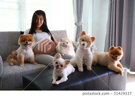 woman pregnant and pomeranian dog cute pets woman pregnant and pomeranian dog cute pets 31429337