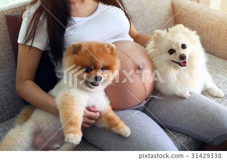 woman pregnant and pomeranian dog cute pets woman pregnant and pomeranian dog cute pets 31429338