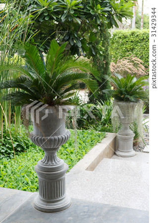 tree potted plants in green garden tree potted plants in green garden 31429344