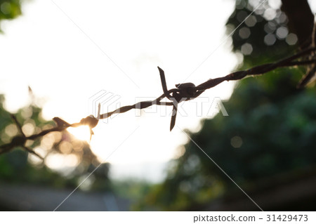 barbed wire fence with sharp spikes 31429473