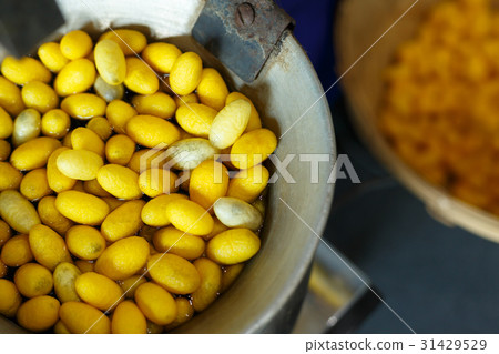 golden yellow cocoon silkworm process to silk golden yellow cocoon silkworm process to silk 31429529