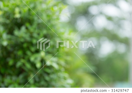 rain drop with green bokeh nature background rain drop with green bokeh nature background 31429747