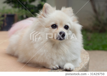 white pomeranian cute dog white pomeranian cute dog 31429750