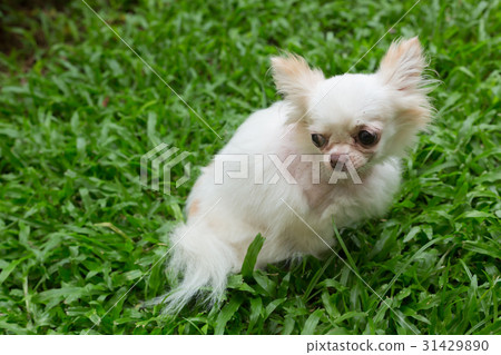 chihuahua dog chihuahua dog 31429890