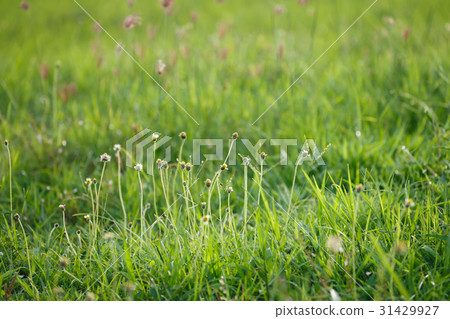 green grass flower field 31429927